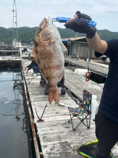 マダイの釣果