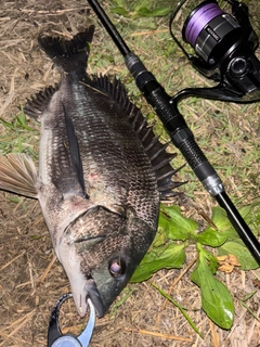 クロダイの釣果