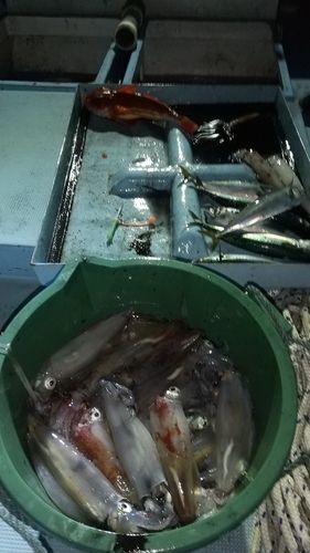 イカの釣果