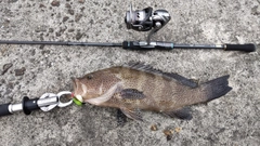 オオモンハタの釣果