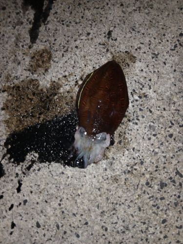 コウイカの釣果