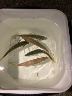 マアジの釣果