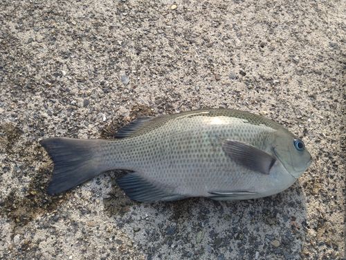 メジナの釣果