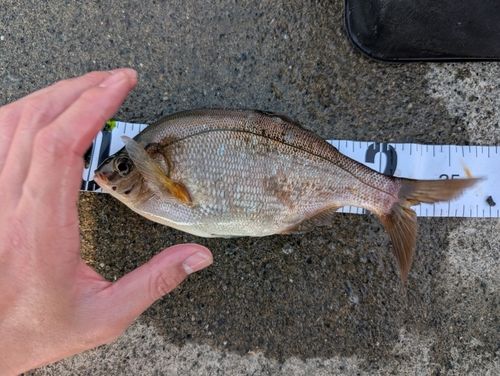 ウミタナゴの釣果