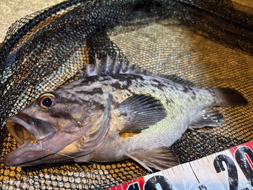 クロソイの釣果