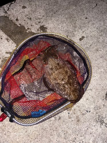 コウイカの釣果