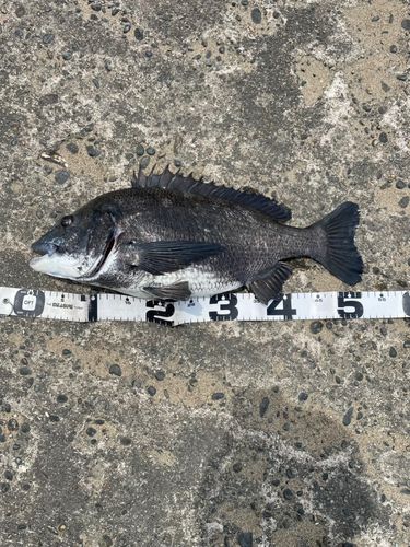 クロダイの釣果