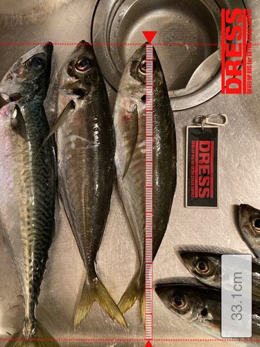 アジの釣果