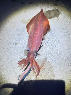 ケンサキイカの釣果