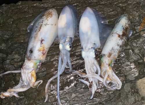 アオリイカの釣果