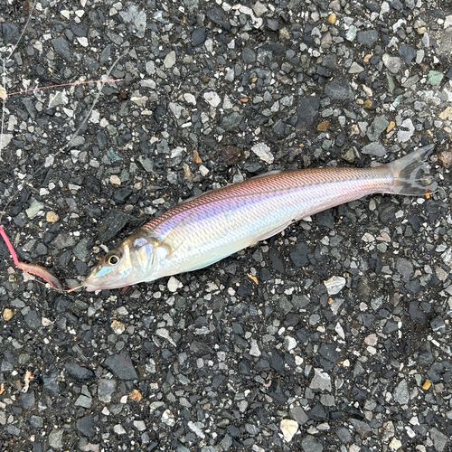 キスの釣果