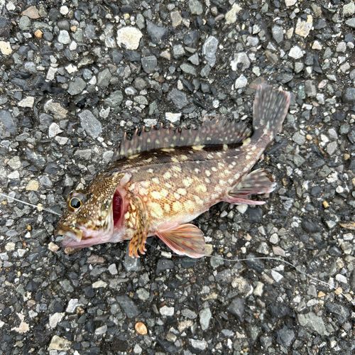 カサゴの釣果