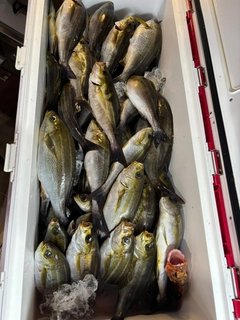 イサキの釣果