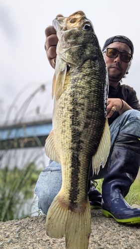 ラージマウスバスの釣果