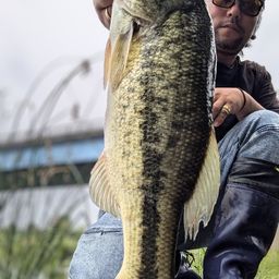 ラージマウスバス