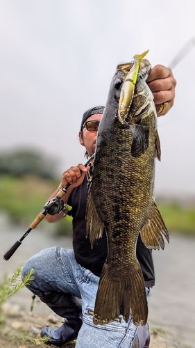 スモールマウスバスの釣果