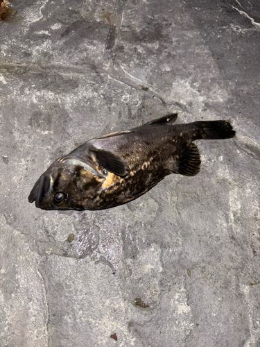 クロソイの釣果