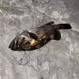 クロソイ