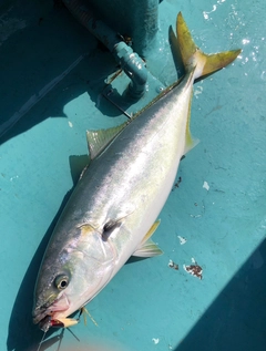 ワラサの釣果