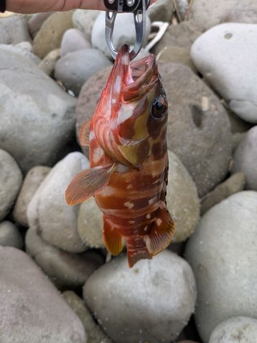 アカハタの釣果