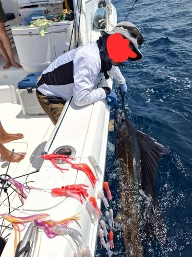 カジキの釣果 - アングラーズ | 釣果600万件の魚釣り情報サイト
