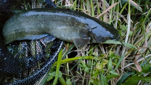 ナマズの釣果