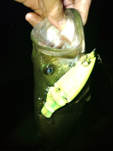 ブラックバスの釣果