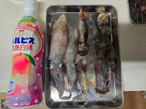 イカの釣果
