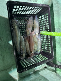 アカイカの釣果