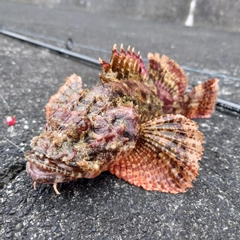 オニカサゴの釣果