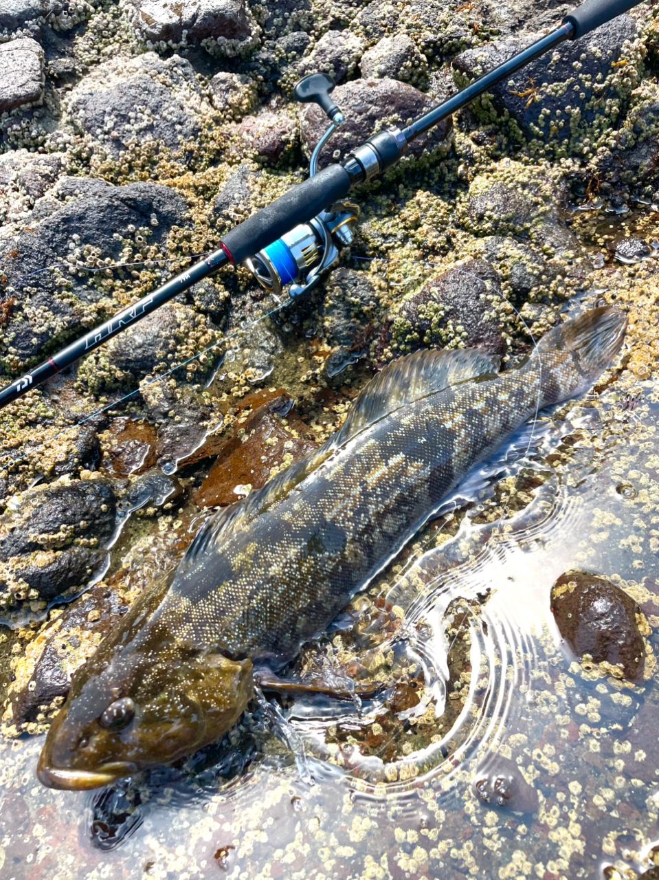 ロッド DAIWA HRF79M ダイワ ロックフィッシュロッド HRF(ハードロックフィッシュ