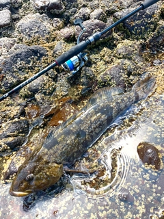 アイナメの釣果