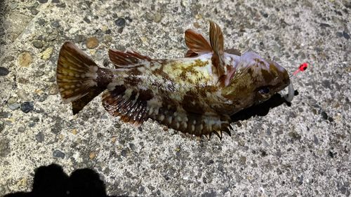 カサゴの釣果