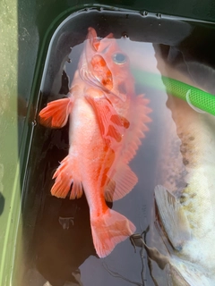 サンコウメヌケの釣果