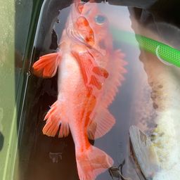 サンコウメヌケ