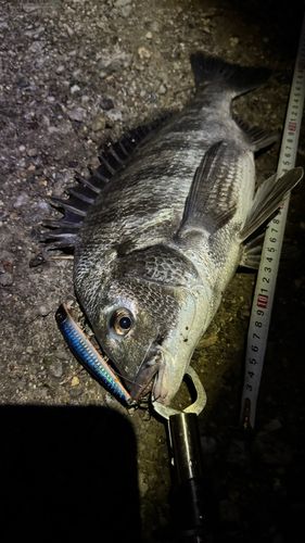 クロダイの釣果