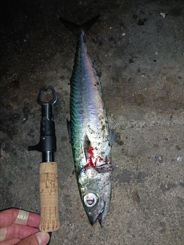サバの釣果