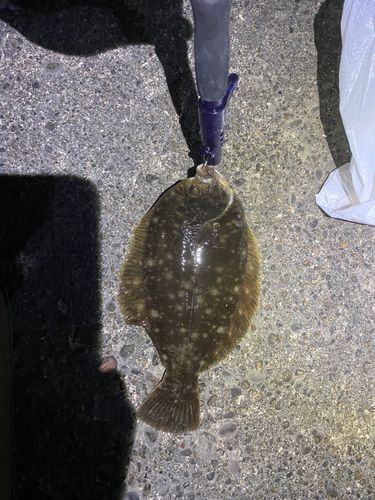 マコガレイの釣果