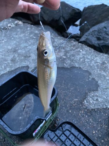 シロギスの釣果