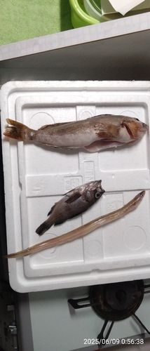 アイナメの釣果