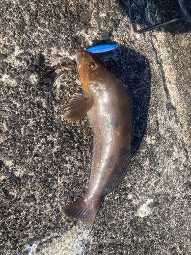 アイナメの釣果