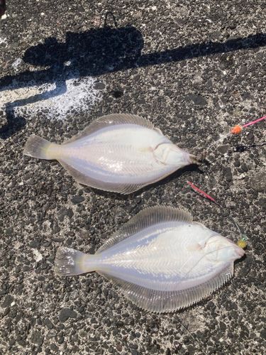 カレイの釣果