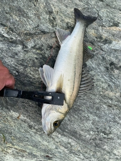 セイゴ（マルスズキ）の釣果