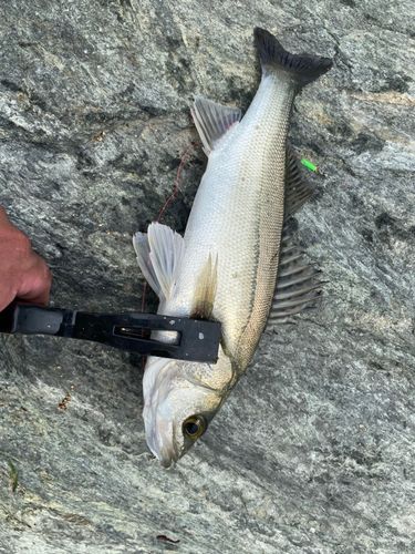 セイゴ（マルスズキ）の釣果