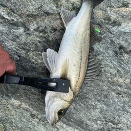 セイゴ（マルスズキ）