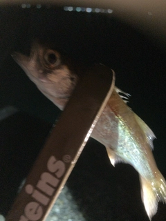 クロムツの釣果