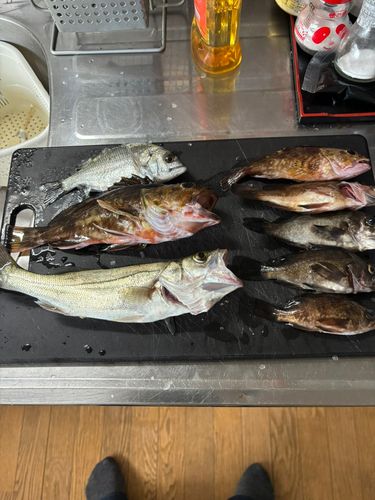 カサゴの釣果