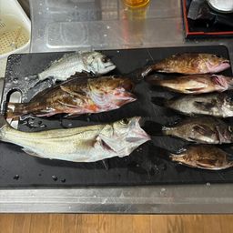 カサゴ