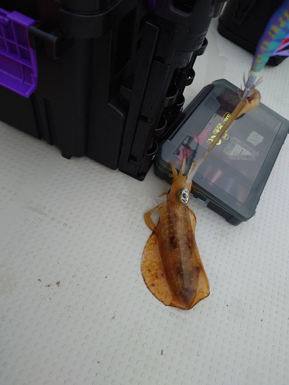 はくさい🎣🐟さんの釣果 3枚目の画像