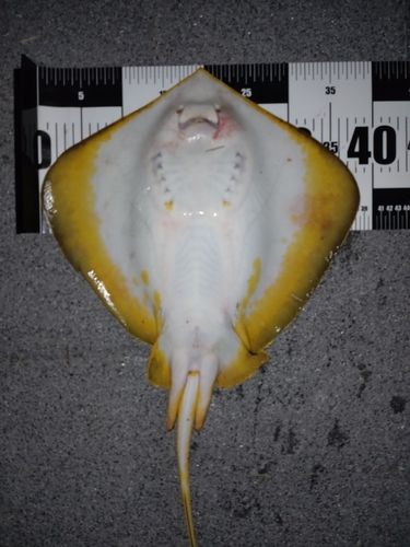 アカエイの釣果